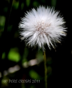 Barba de Cabra. (Tragopogon Pratensis)