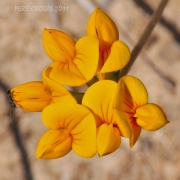 Sabates de la Verge.(Lotus corniculatus)