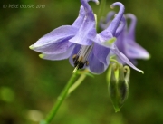 Guants de la mare de Déu.(Aquilegia vulgaris)