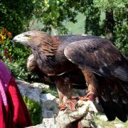 Aguila daurada, águila real (Aquila chrysaetos)