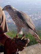 Femella d'astor, azor (Accipiter gentilis)