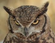 Duc, buho real (Bubo bubo)