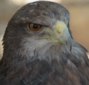 Àguila daurada o àguila reial (Aquila chrysaetos)