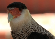 Caracara moñudo (Caracas plancus)