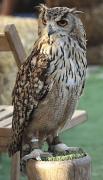 Duc, buho real (Bubo bubo) 14/26