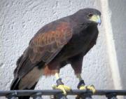 Harris´s Hawk (Parabuteo unicinctus)