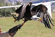 Aguila de cap blanc (Halieetus Leucocephalus)