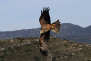 Milà Reial (Milvus Milvus)