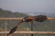 Harris hawk (Parabuteo unicintus)