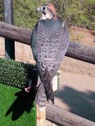 Falcó llaner, halcón borní, lanner (Falco biarmicus erlangeri)