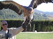 Cetrero con buitre leonado (gyps fulvus)