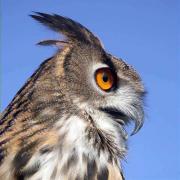 Duc, buho real (Bubo bubo)