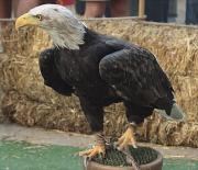 Àguila calba(Haliaeetus leucocephalus) 2/26