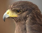 Àguila cridanera, Aquila clanga 3/26