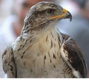 Àliga perdiguera (Aquila fasciata) 7/26