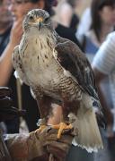 Àliga perdiguera (Aquila fasciata) 8/26