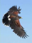 Harris´Hawk (Parabuteo unicinctus)