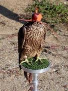 Falcó pelegrí, halcón peregrino, peregrin falcon (Falco peregrinus brookei)