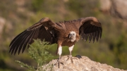 Voltor comú (Gyps fulvus)