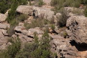 Trencalòs (Gypaetus barbatus)