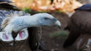 Voltor comú (Gyps fulvus)