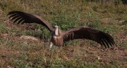 Voltor comú (Gyps fulvus)