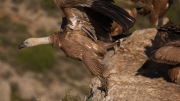 Voltor comú (Gyps fulvus)