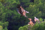 Voltor comú (Gyps fulvus)