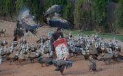 Voltor comú (Gyps fulvus)