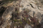 La necrópolis rupestre del Tossal de les Forques.