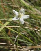 Fetgera blanca.