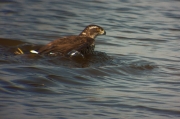 Astor (Accipiter Gentilis) 01de