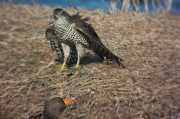 Astor (Accipiter Gentilis)