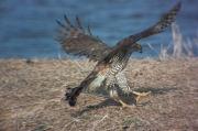 Astor (Accipiter Gentilis)