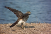 Astor (Accipiter Gentilis)