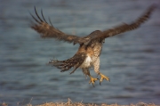 Astor (Accipiter Gentilis)