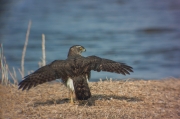 Astor (Accipiter Gentilis)