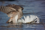 Astor (Accipiter Gentilis)