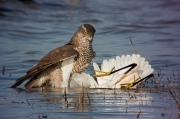 Astor (Accipiter Gentilis)