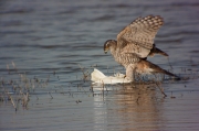 Astor (Accipiter Gentilis)