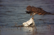 Astor (Accipiter Gentilis)