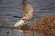 Astor (Accipiter Gentilis)