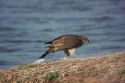 Astor (Accipiter Gentilis)