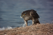 Astor (Accipiter Gentilis) 11de11