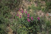 Conillets (Antirrhinum majus) 1de2