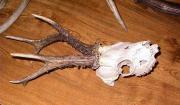 Crani de cabirol, corzo, chevreil (Capreolus capreolus)