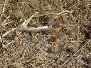 Restes de faisà desplomat (Phasianus colchicus)