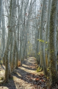 Bosc de Ribera de Gàllecs
