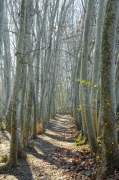 Bosc de Ribera de Gàllecs