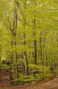 Fageda del Montseny